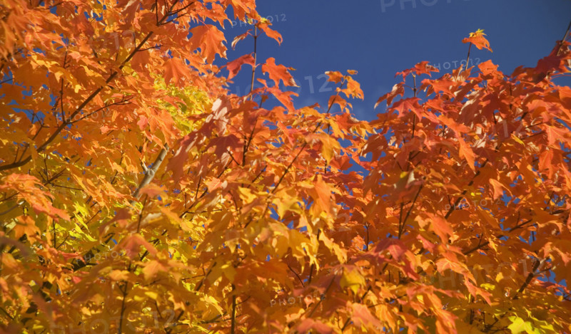Trees in full autumn color.
