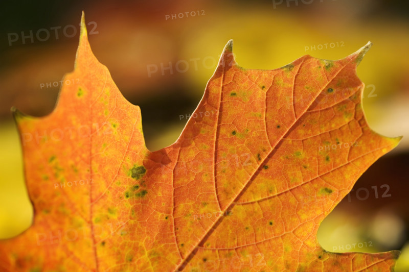 Closeup of an autumn leaf.