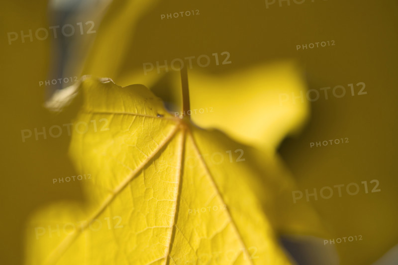 Closeup of an autumn leaf.