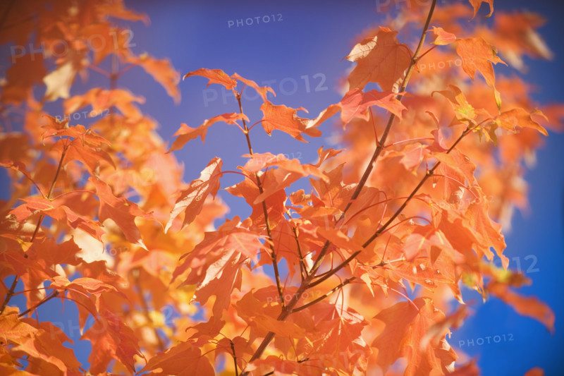 A tree in full autumn color.