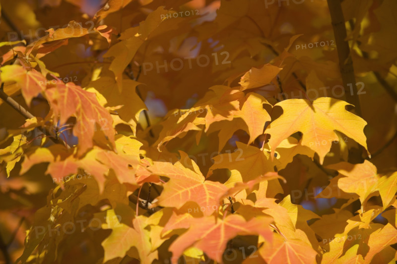 A tree in full autumn color.