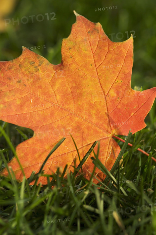 Fallen orange leaf on green grass.