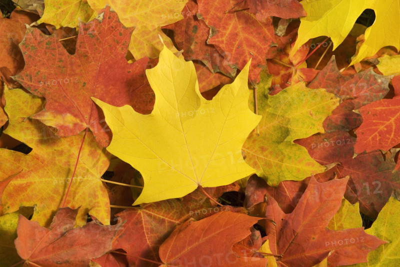 Closeup of fallen autumn leaves.