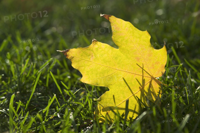 Fallen yellow leaf on green grass.