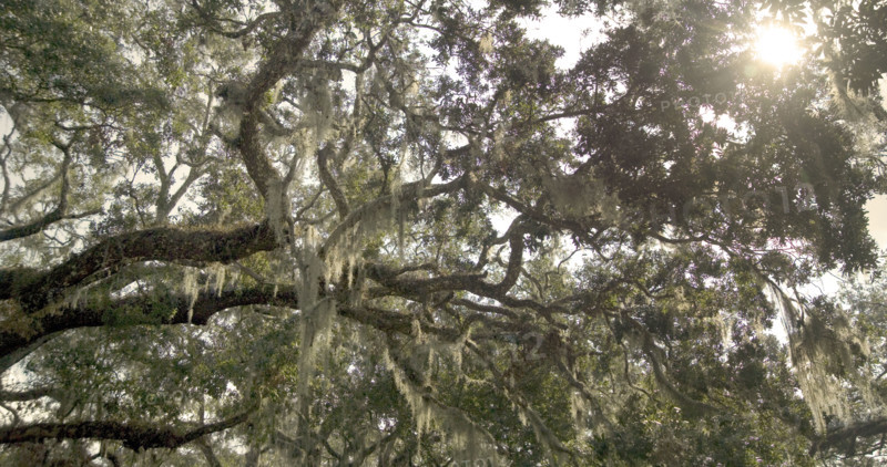 Trees with Spanish moss in Florida.