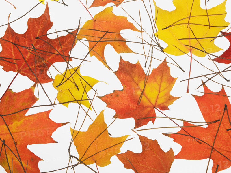 Still life of autumn leaves.