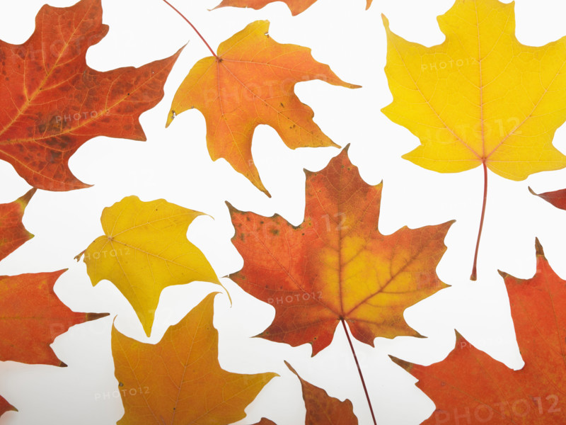 Still life of autumn leaves.