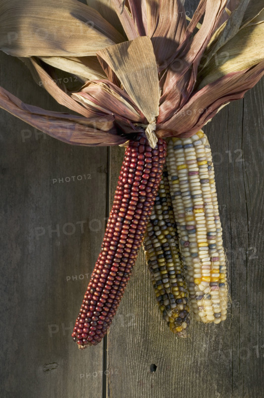 Still life of Indian corn.