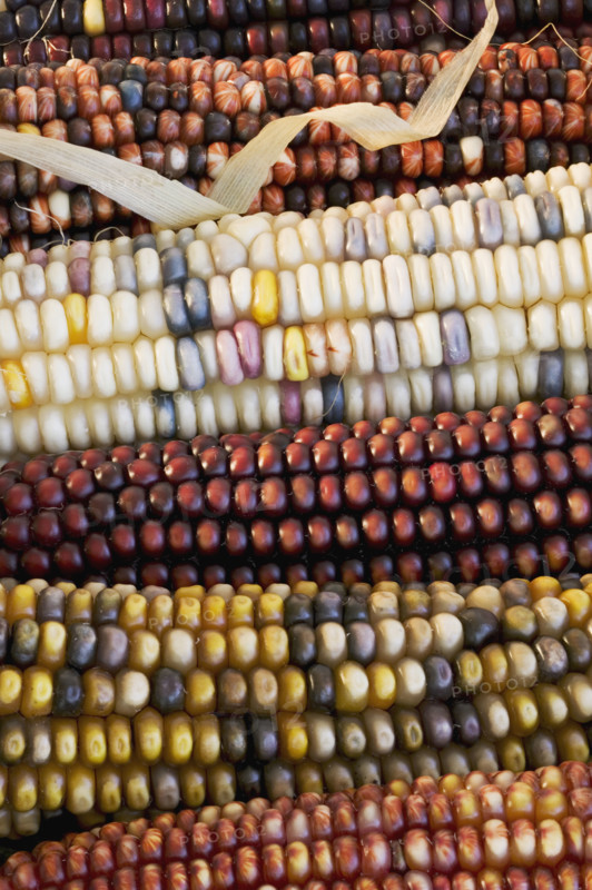 Closeup of Indian corn.