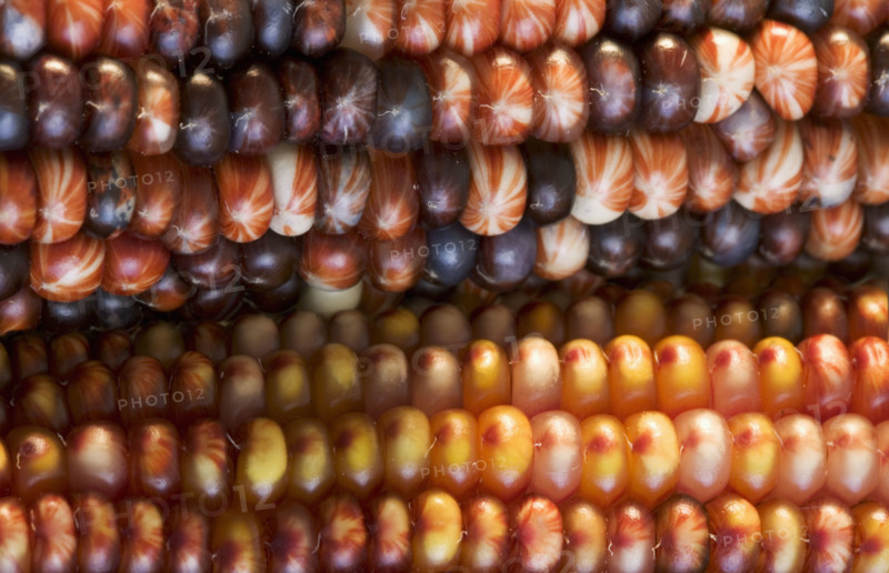 Extreme closeup of Indian corn.