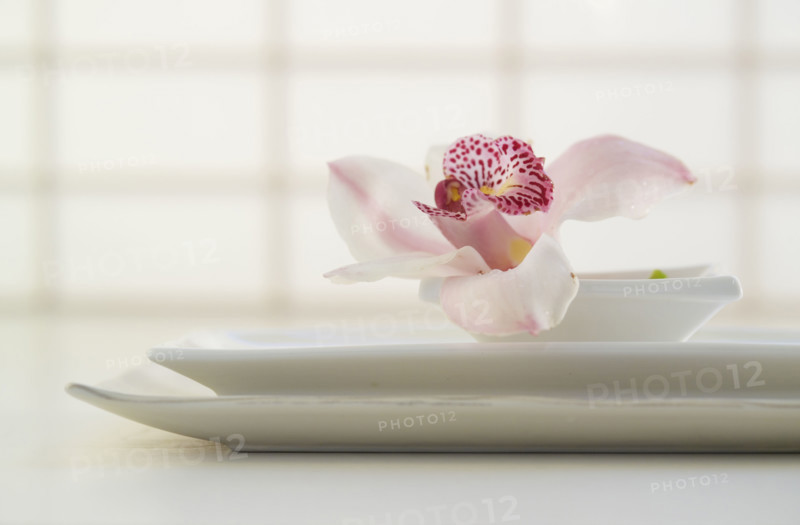 Still life of an orchid in bloom.