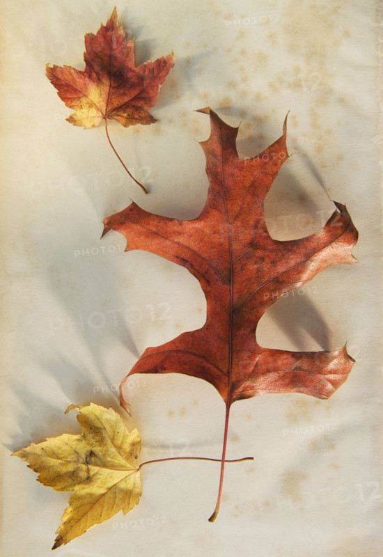 A trio of autumn leaves.