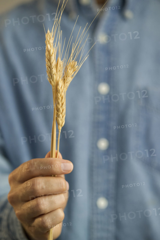 Farmer holding a shaft of wheat.