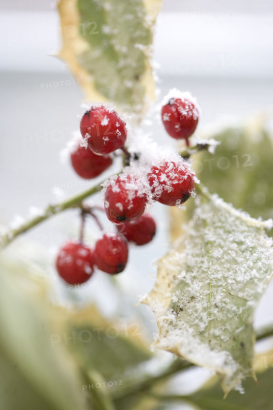 Snow dusted holly berries.