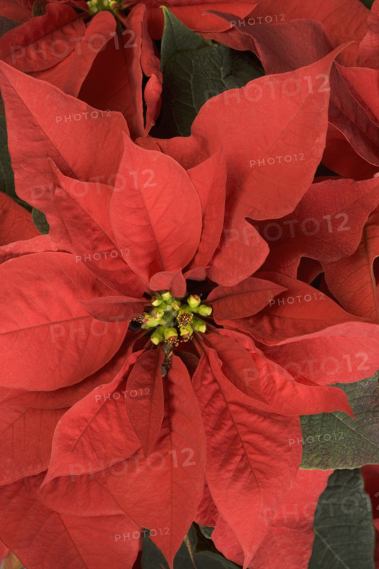 Closeup of poinsettia plant.
