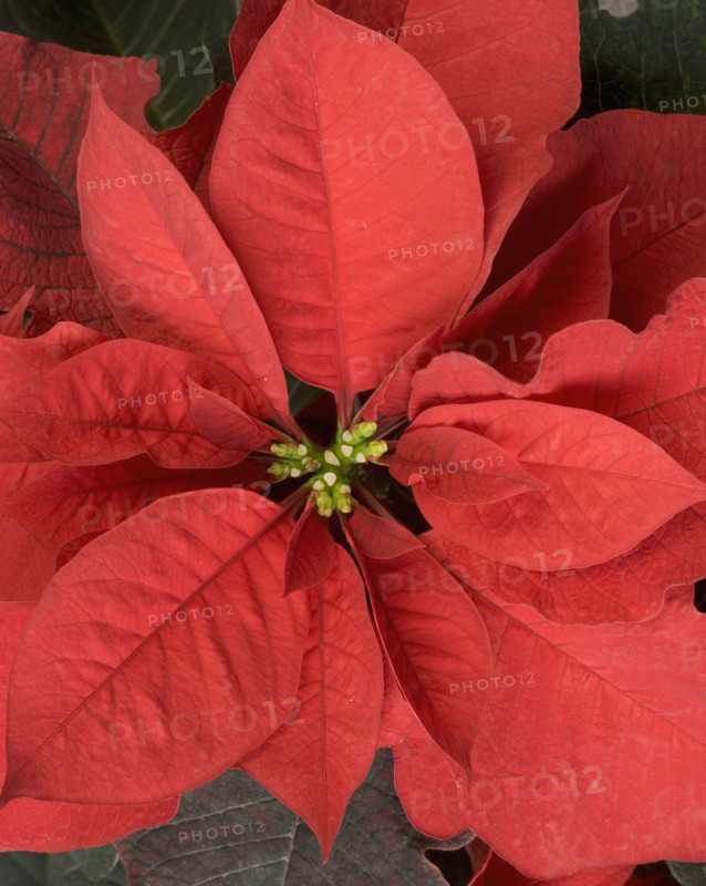 Closeup of poinsettia flower.