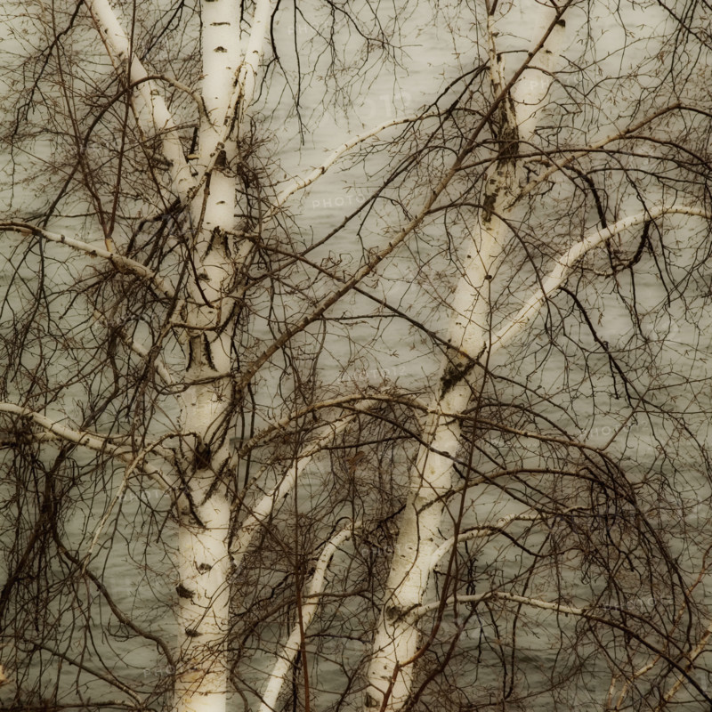 Closeup of tree branches.