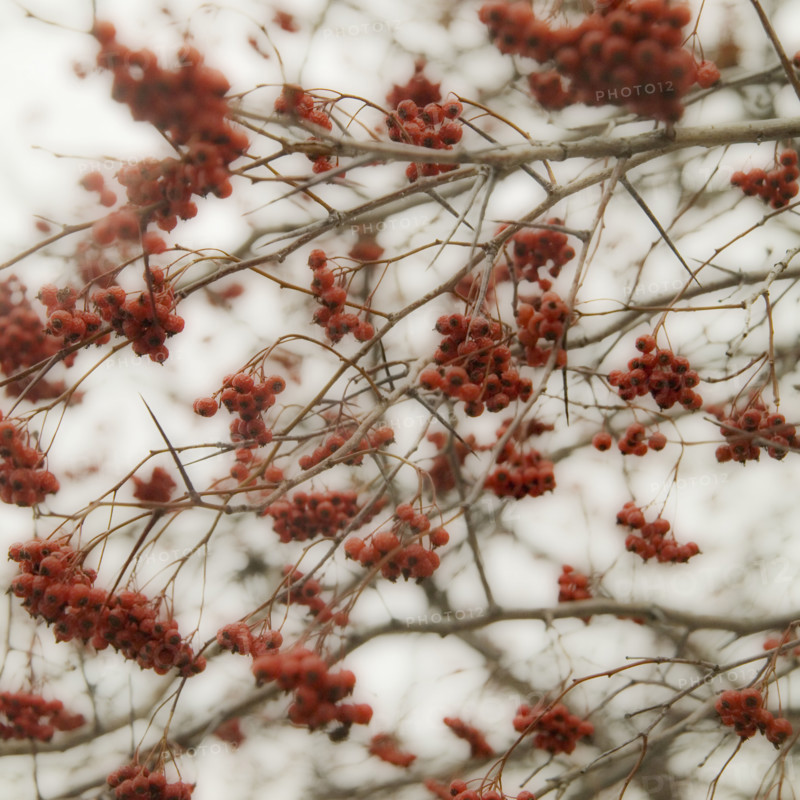 Closeup of trees with many branches.