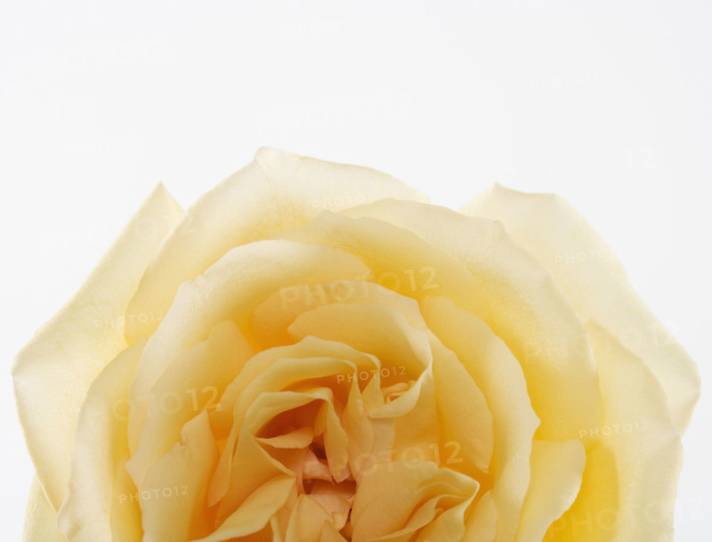 Overhead view of a yellow rose.