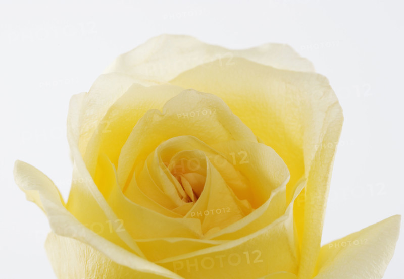 Overhead view of a yellow rose.
