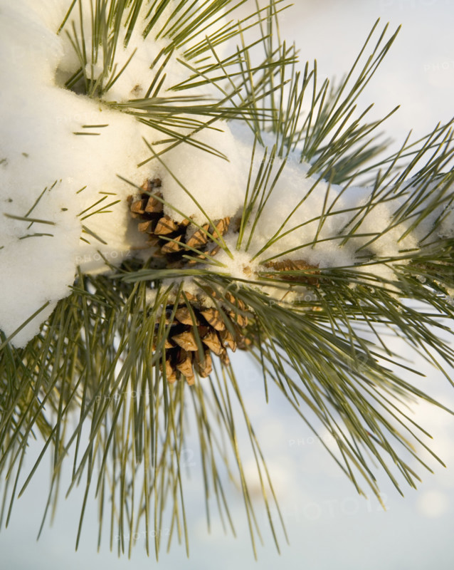 Closeup of snowy pine and pinecones.