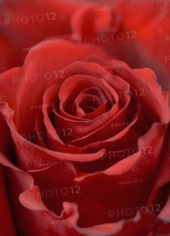 Closeup of red rose from above.