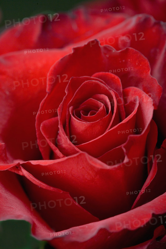 Closeup of red rose opening.