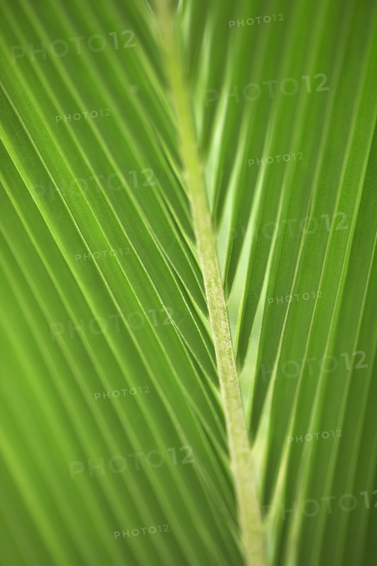 Close up of a leaf.