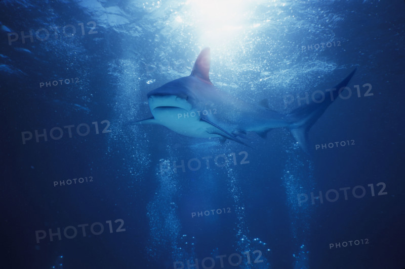 Underwater view of a shark.