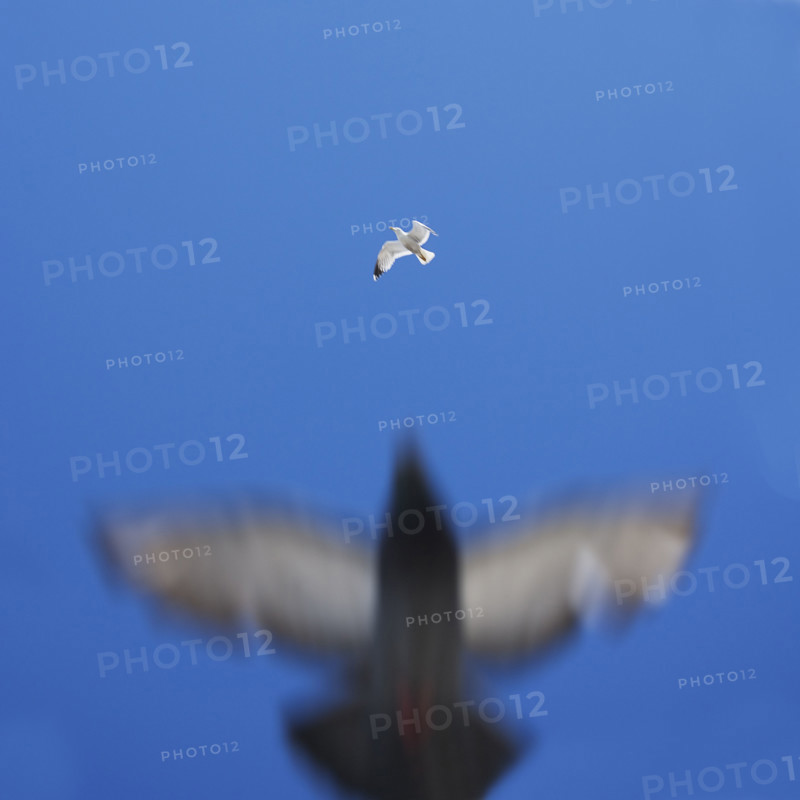 Underside of birds flying.
