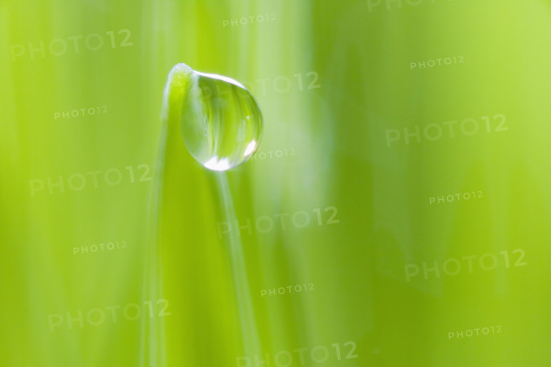 Drop of water on blade of grass.