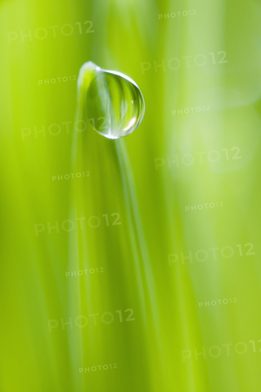 Drop of water on blade of grass.