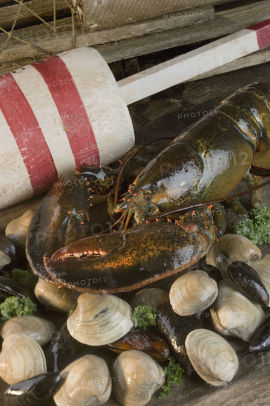 Still life of lobster and clams.