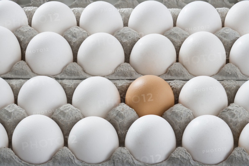 One brown egg among many white eggs.