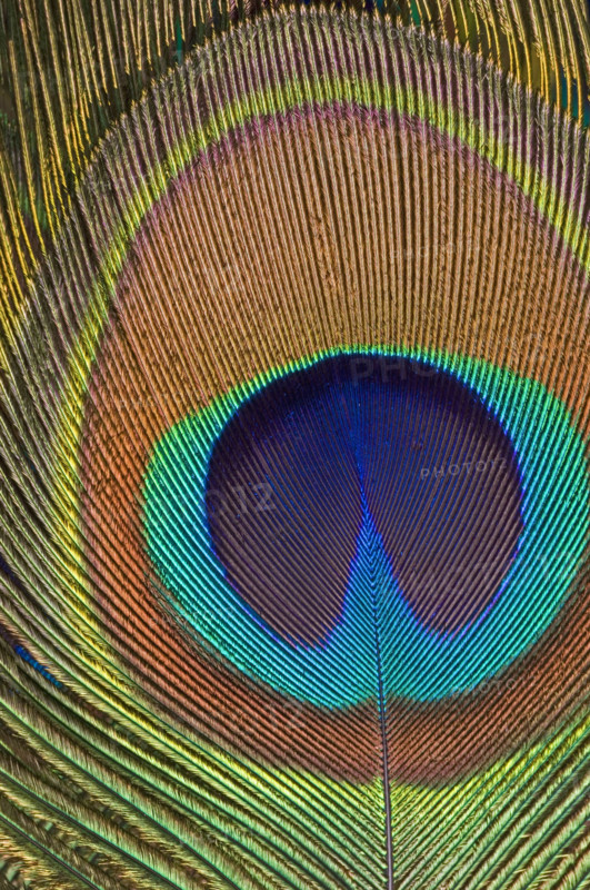 Eye of a peacock feather.
