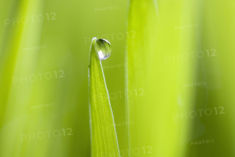 Drop of water on blade of grass.