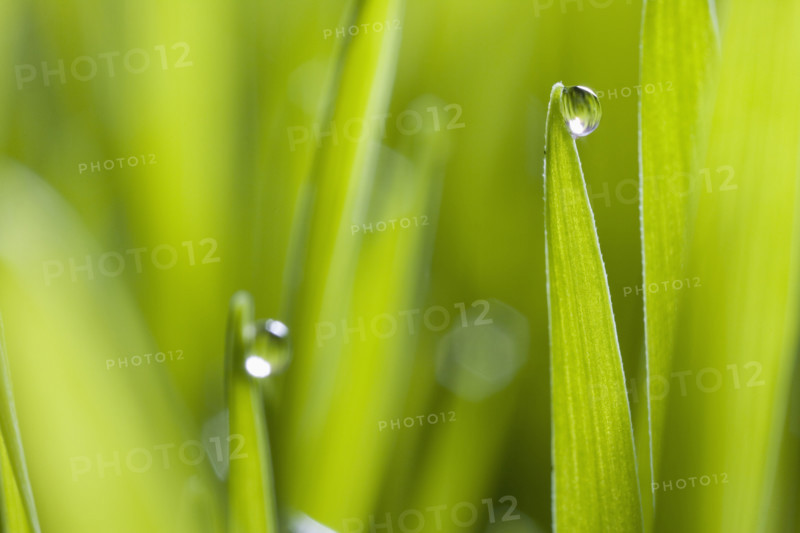 Drops of water on blades of grass.