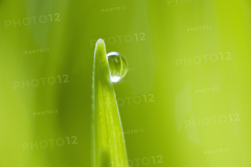 Drop of water on blade of grass.