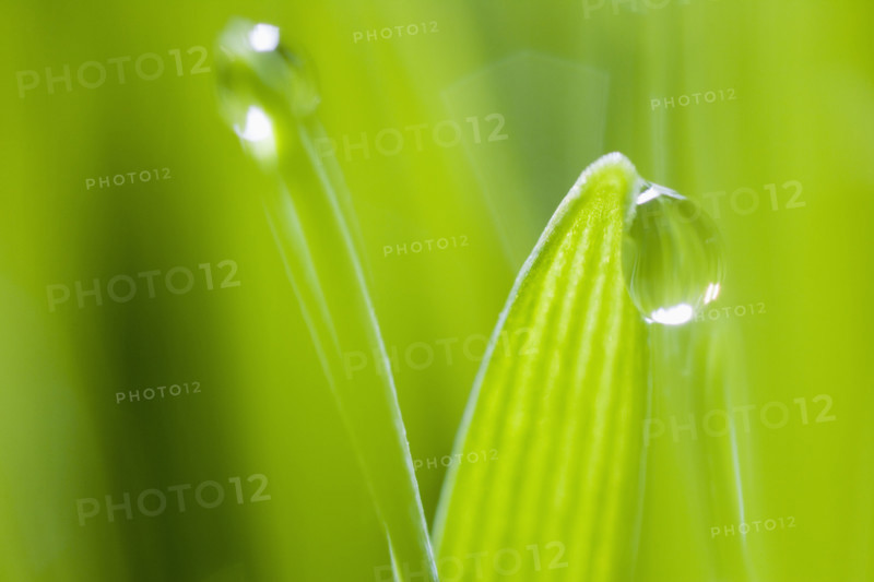 Drops of water on blades of grass.