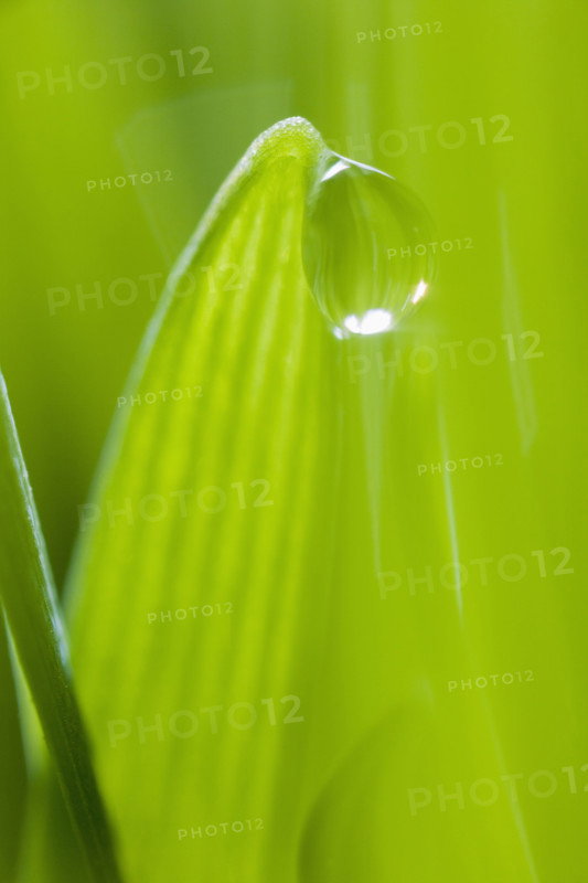 Drop of water on blade of grass.
