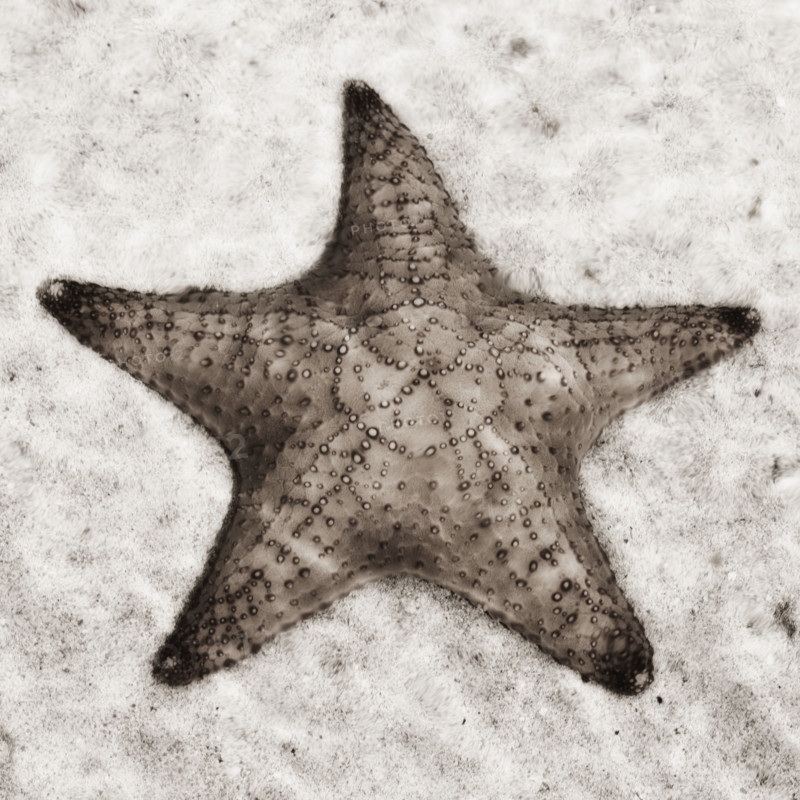 Still life of a starfish.