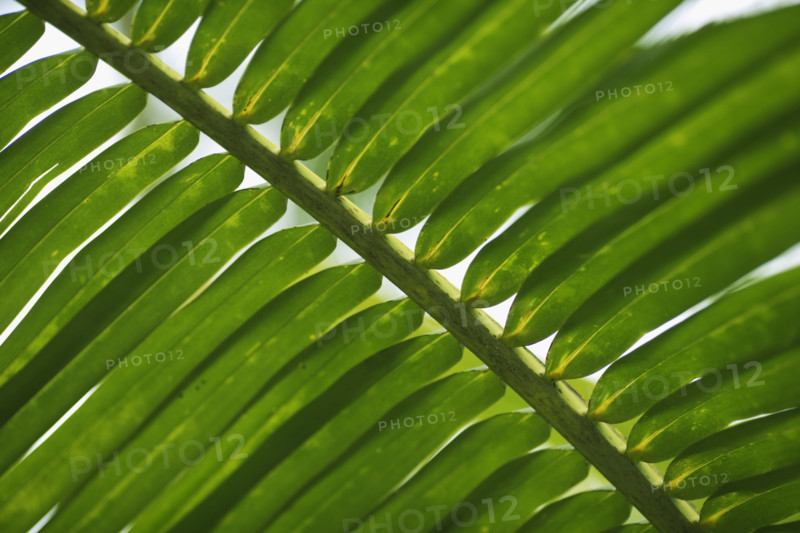 Closeup of fronds.