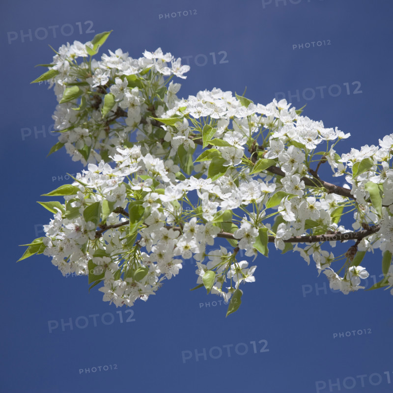 Branch of blossoming tree.