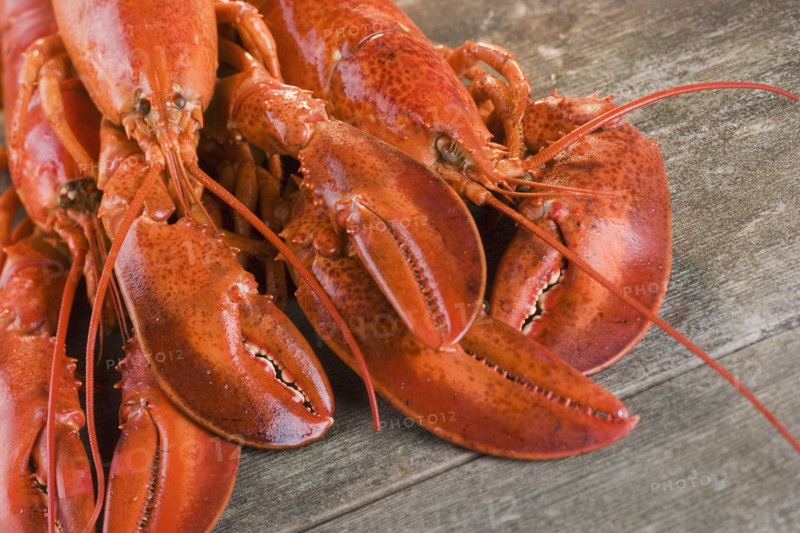 Still life of lobsters.