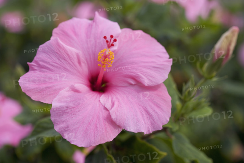Closeup of hibiscus flower.