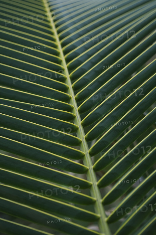 Closeup of fronds.
