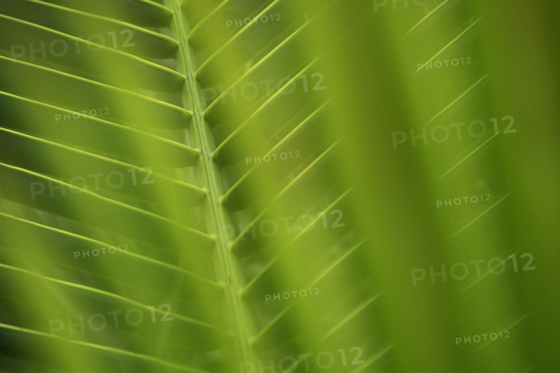 Closeup of fronds.