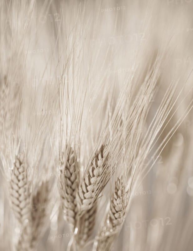 Closeup of wheat.