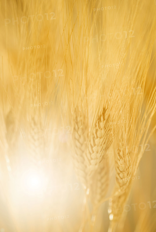 Closeup of wheat.