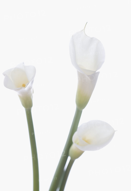 Still life of calla lilies.